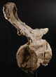 Beautiful Diplodocus Caudal Vertebra - Dana Quarry #10145-4